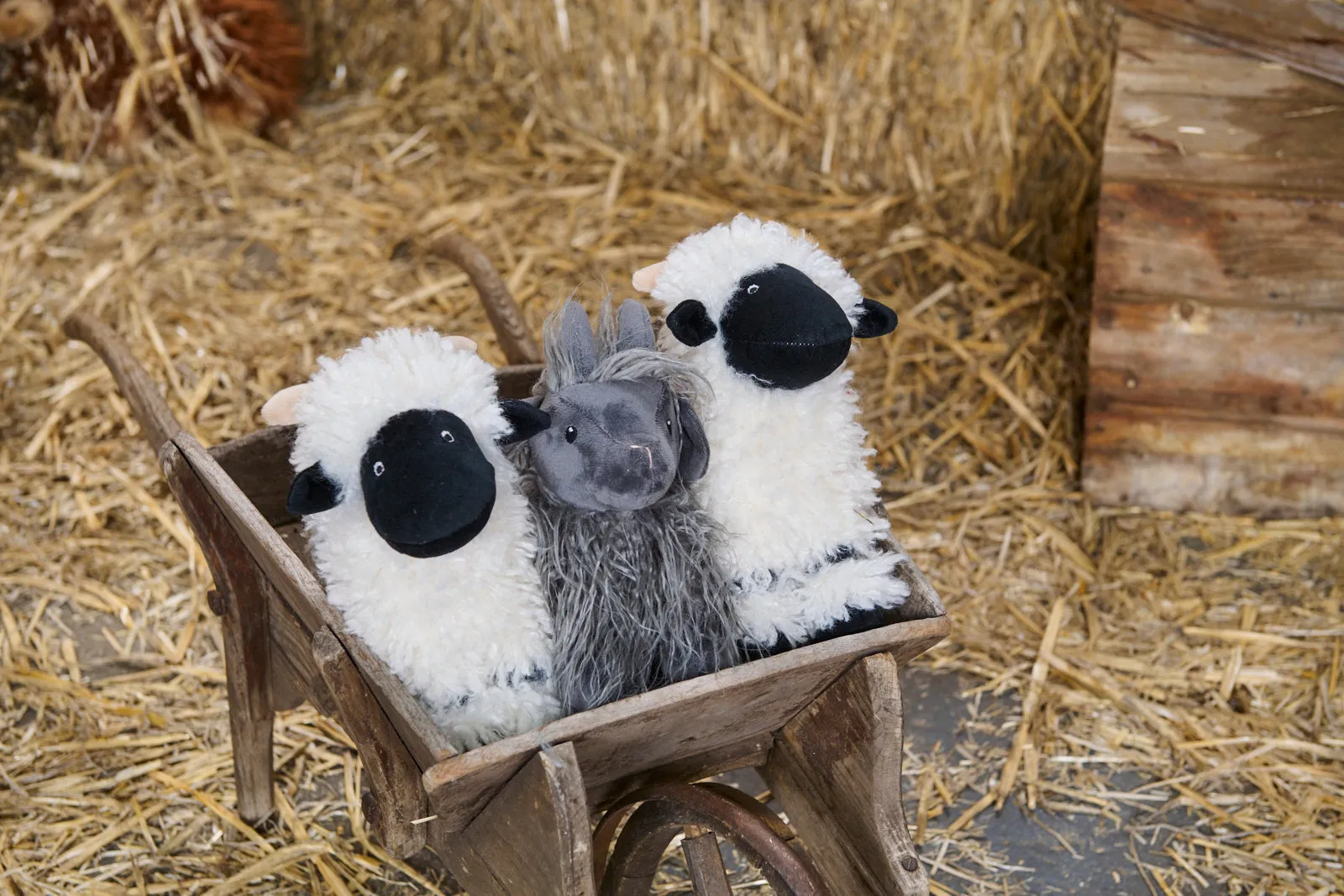 Aiden the Angora Goat
