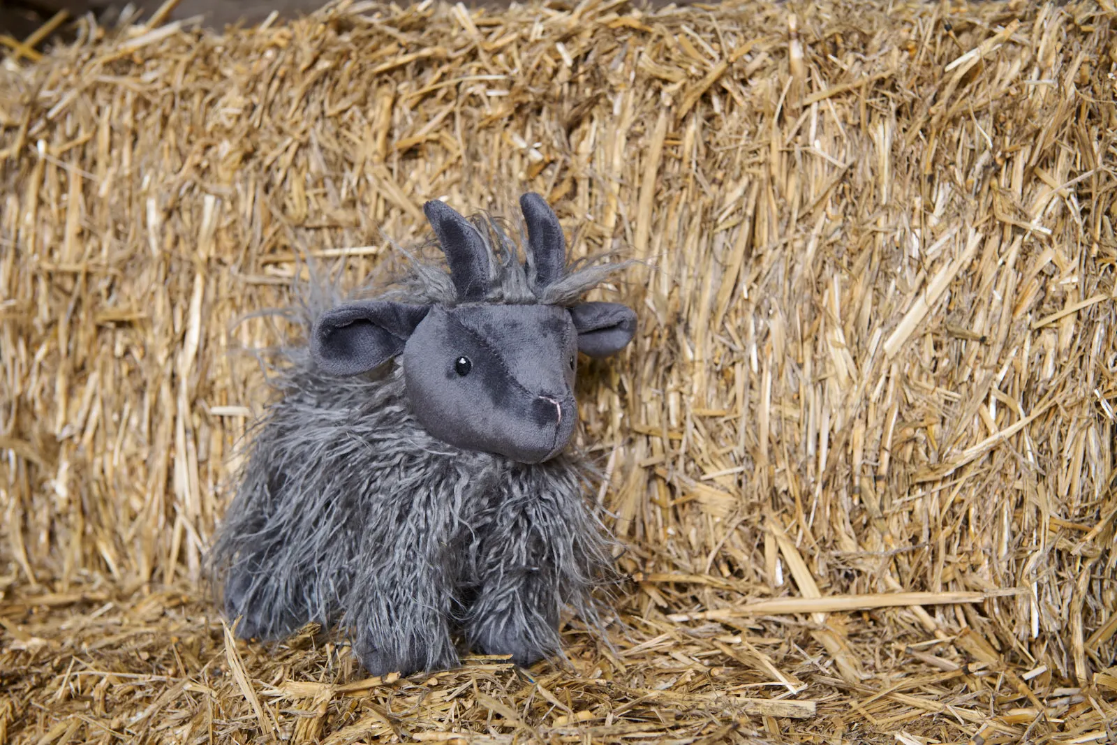 Aiden the Angora Goat
