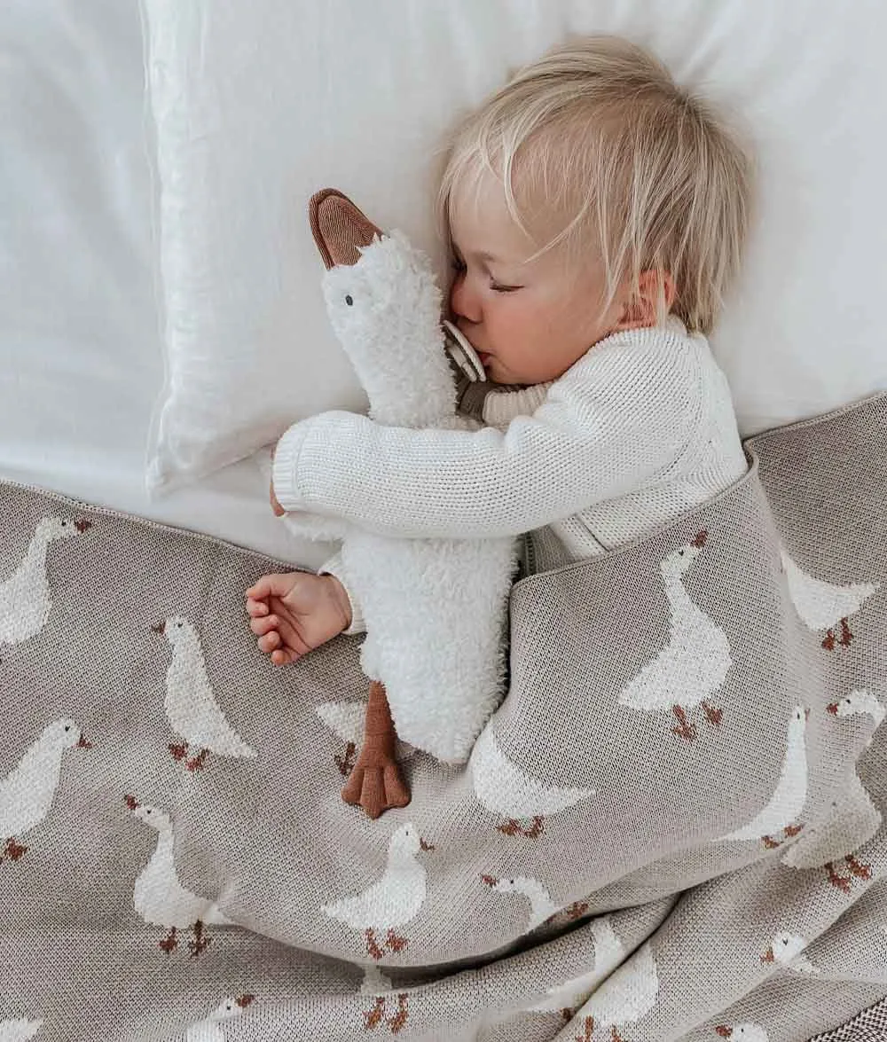 Bengali Teddy | Goose