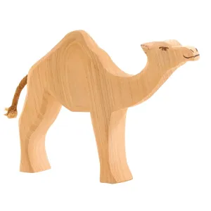 Ostheimer | Dromedary Camel