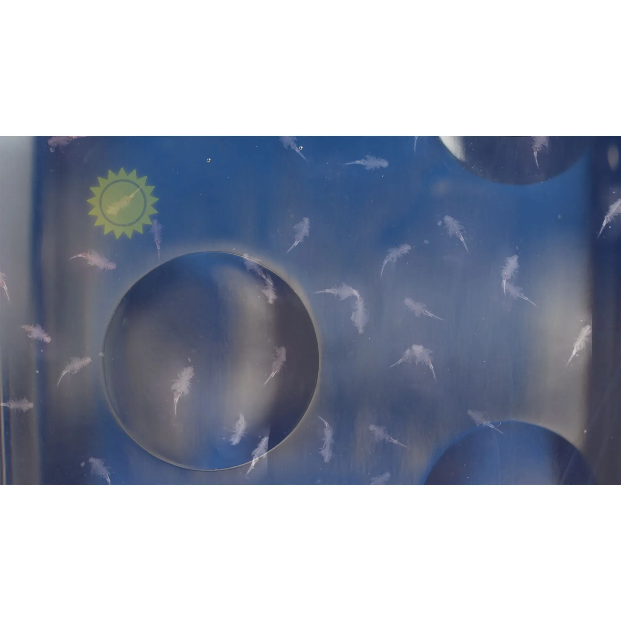 Sea-Monkeys Ocean Zoo Assorted Styles