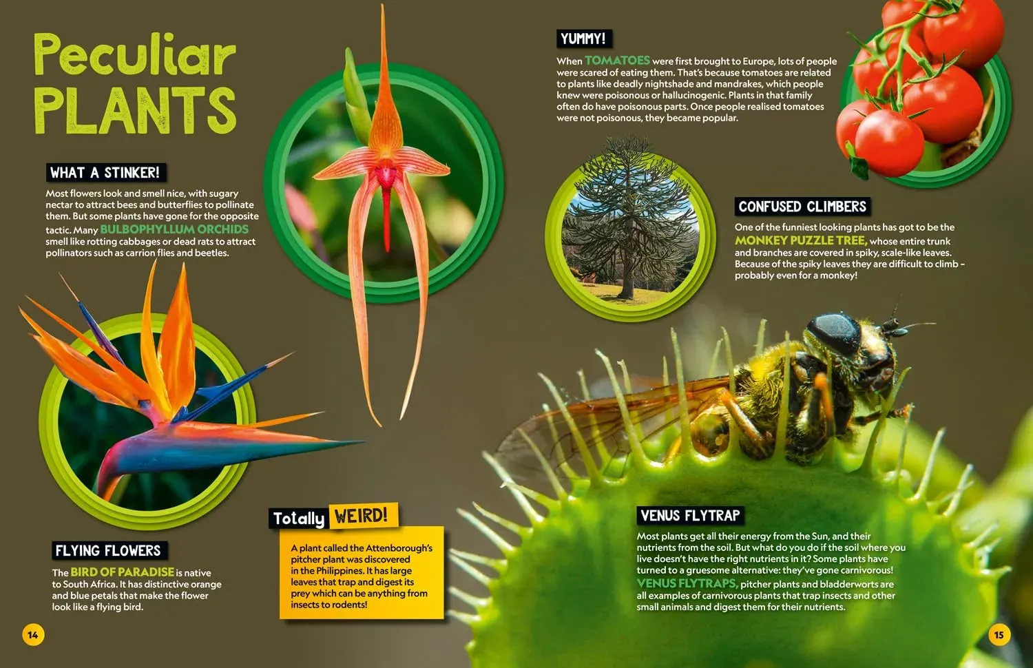 Weird but true! 2025: Wild and Wacky Facts & Photos! by National Geographic Kids