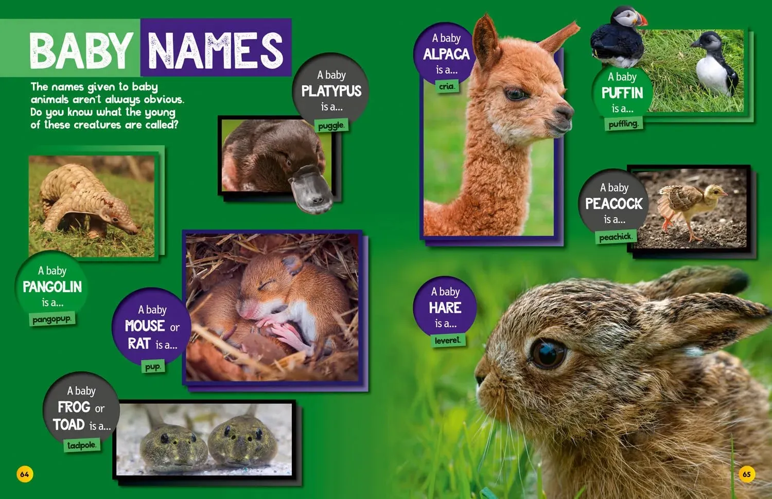 Weird but true! 2025: Wild and Wacky Facts & Photos! by National Geographic Kids