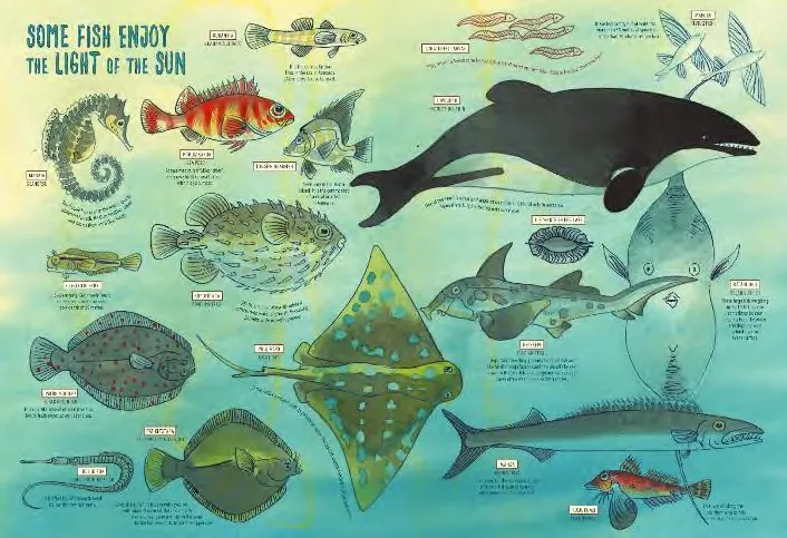 Wildlife of Aotearoa