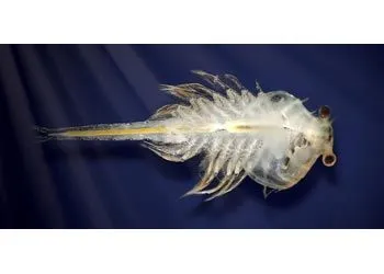World Alive Aqua Dragons Jurassic Time Travel Eggspress